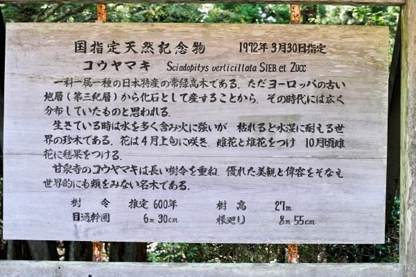 甘泉寺のコウヤマキ説明板