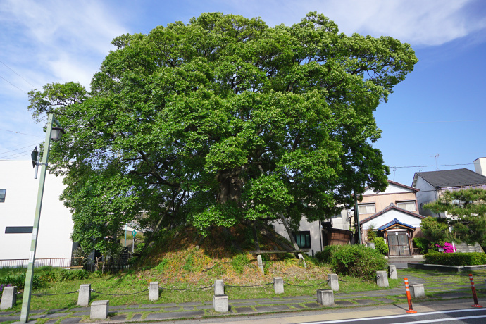 旧東海道と笠寺一里塚の榎