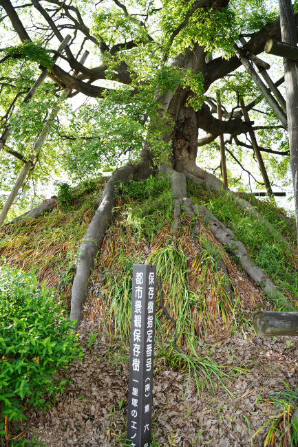 都市景観保存樹の標柱