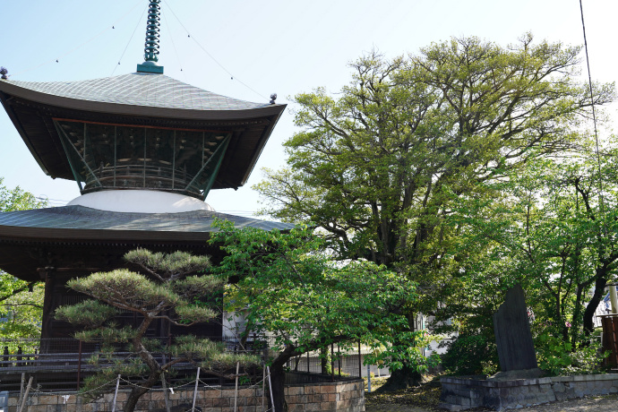 笠寺観音多宝塔とクロガネモチ