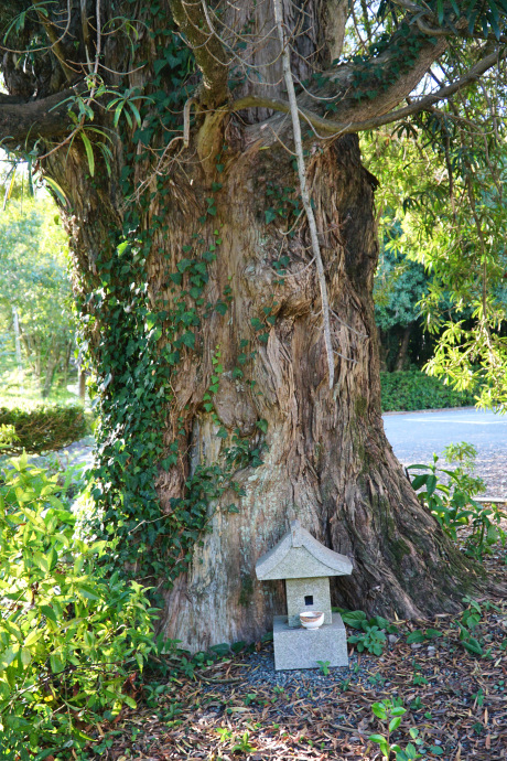 笠岩のイヌマキ