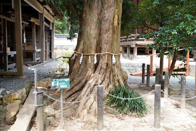 春日神社のイヌマキ