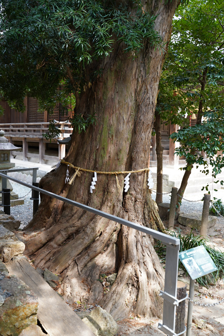 春日神社のイヌマキ