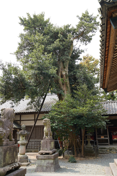 春日神社のイヌマキ