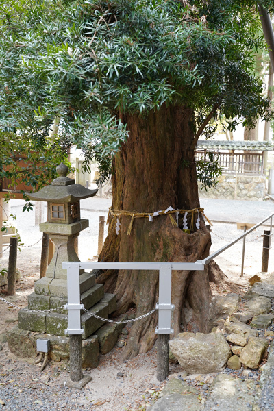 春日神社のイヌマキ