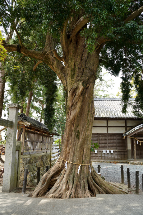 春日神社のイヌマキ（２）