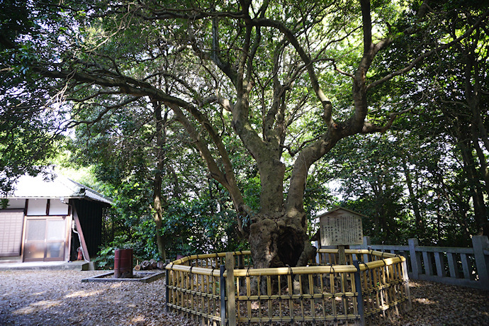 草木八幡神社のヤマモモ