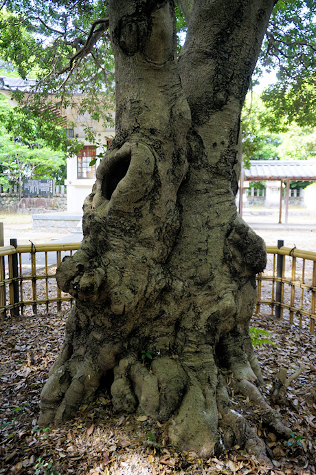 草木八幡神社のヤマモモ