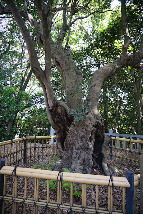 草木八幡神社のヤマモモ