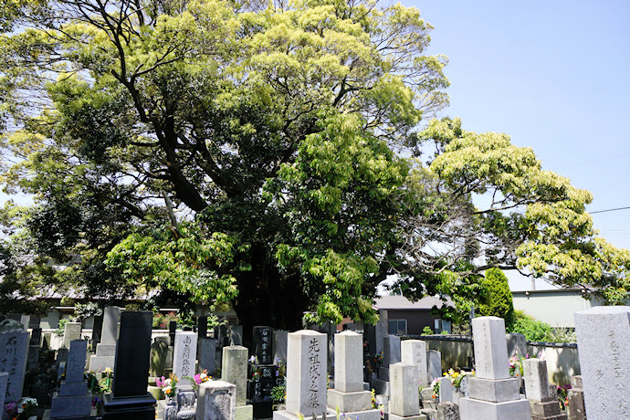 空臨寺のシイの木