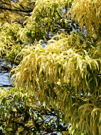 空臨寺のシイの木の花