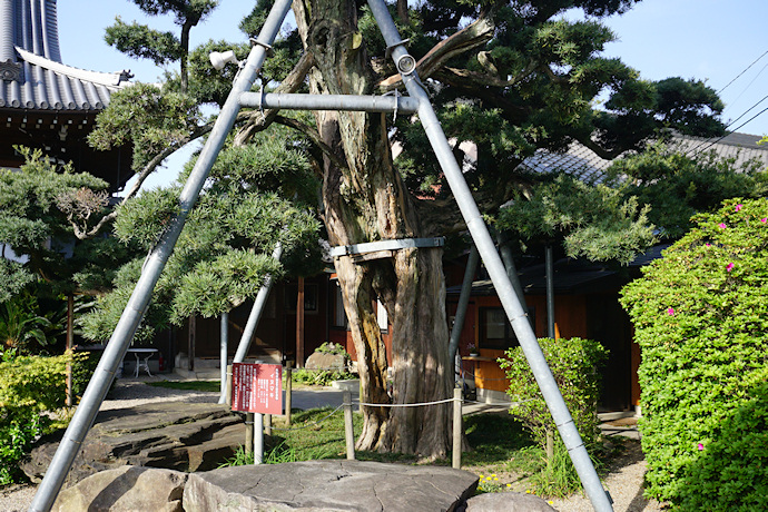 教蓮寺のイヌマキ