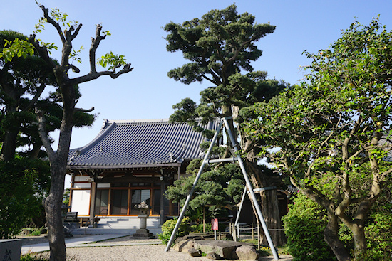 教蓮寺本堂とイヌマキ