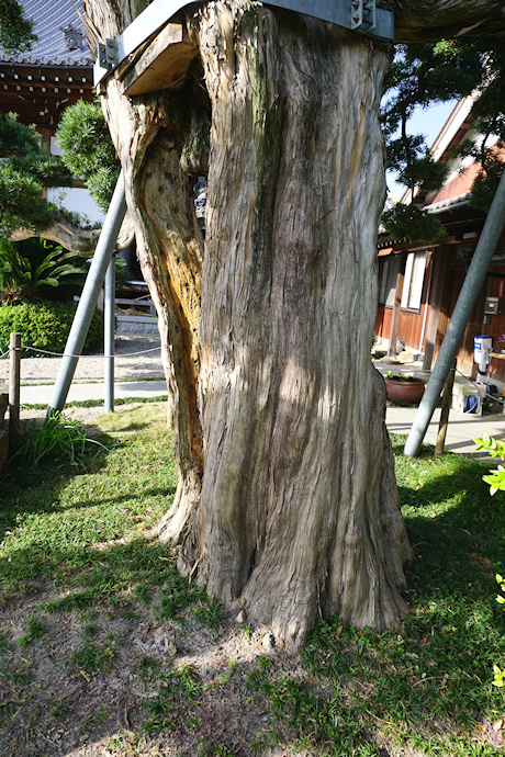 教蓮寺のイヌマキ