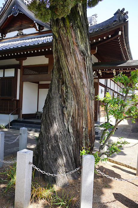 萬福寺のイブキ