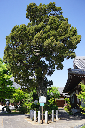 萬福寺のイブキ