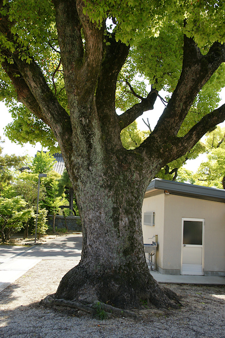 萬福寺のクスノキ