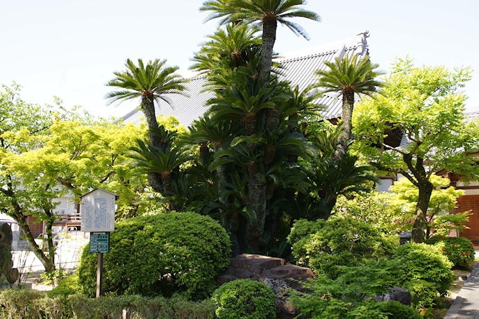 萬福寺の大ソテツ