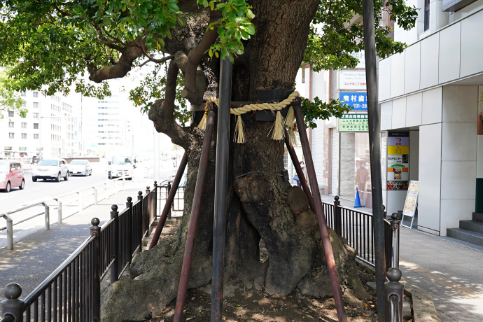 御園のタブノキ