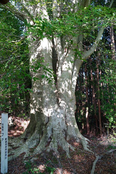 文殊山城址のブナ