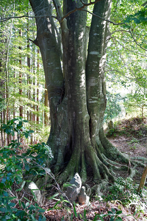 文殊山城址のブナ