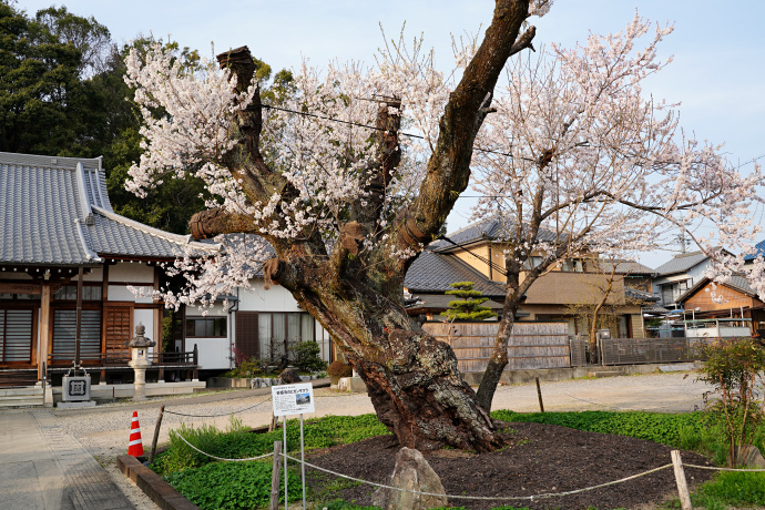 妙感寺のヒガンザクラ