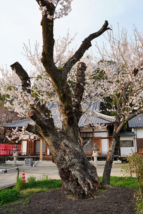 妙感寺のヒガンザクラ