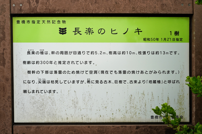 長楽のヒノキ説明板