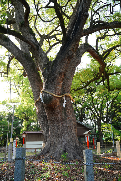 鳴海八幡宮のクスノキ