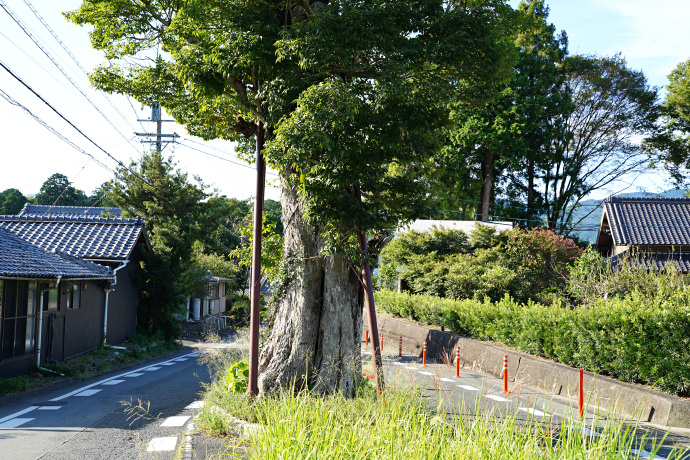 庭野のムクノキ