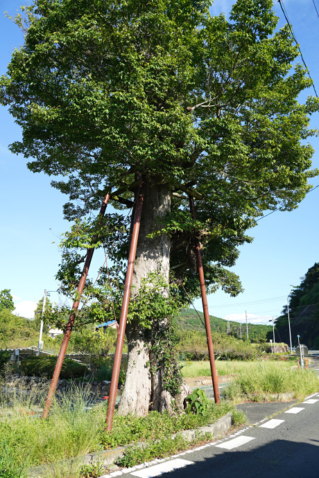 庭野のムクノキ