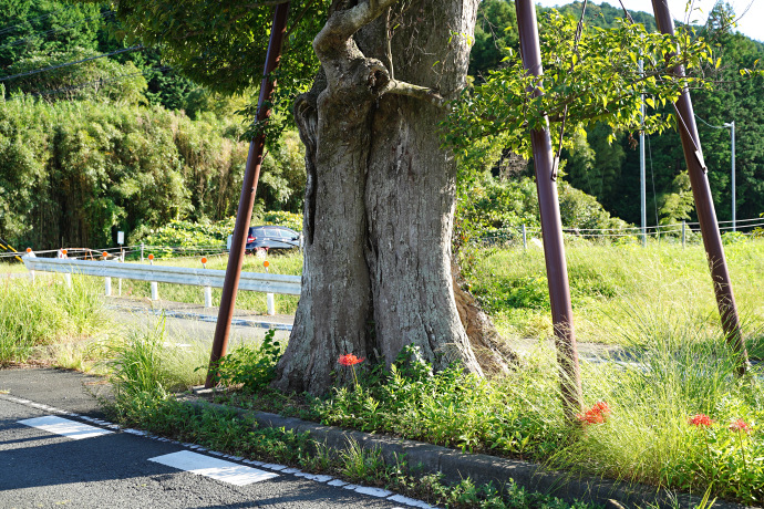 庭野のムクノキ