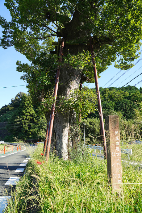 庭野のムクノキ