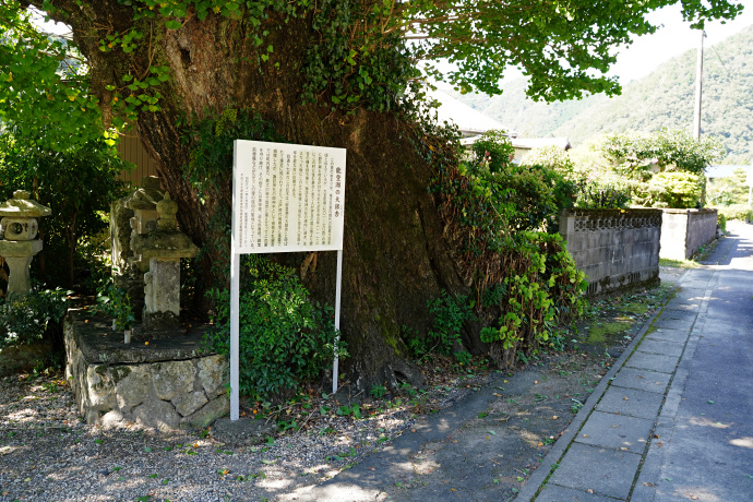 能登瀬の大銀杏