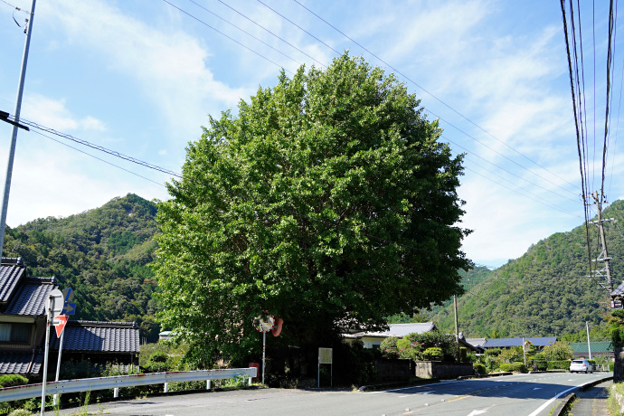 能登瀬の大銀杏