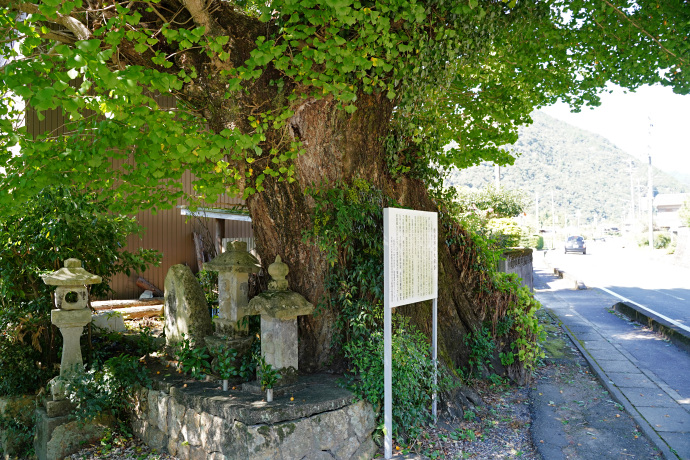 能登瀬の大銀杏