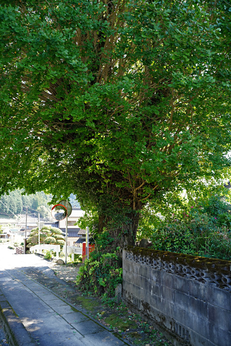 能登瀬の大銀杏