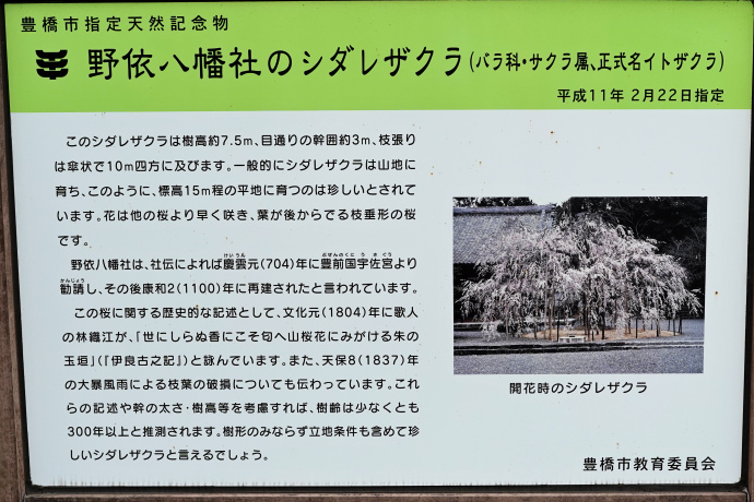 野依八幡社のシダレザクラ説明板