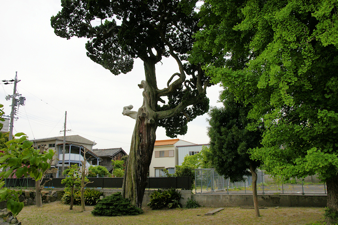 大野町のイブキ