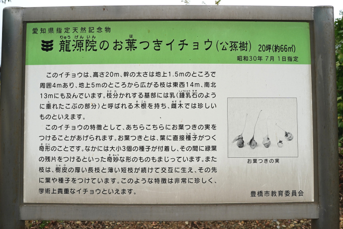 龍源院のオハツキイチョウ説明板