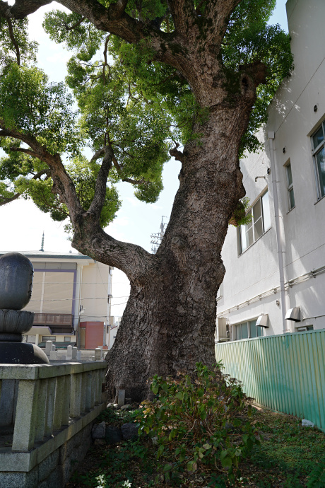 龍拈寺のクスノキ