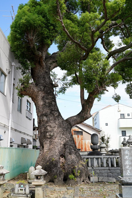 龍拈寺のクスノキ