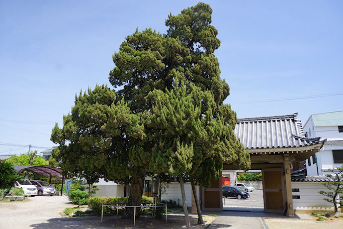 龍讃寺のカイヅカイブキ