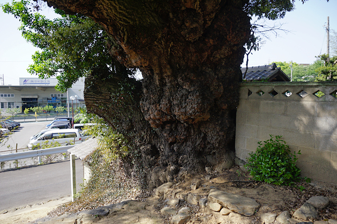 西林寺の大椎