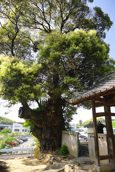 西林寺の大椎