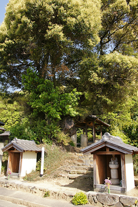 西林寺の大椎