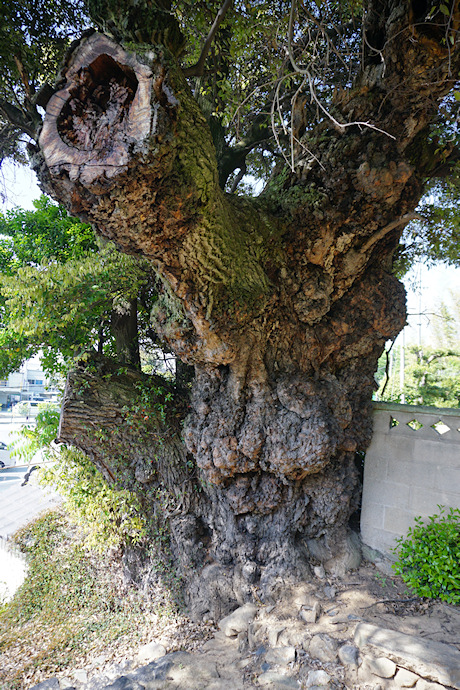 西林寺の大椎