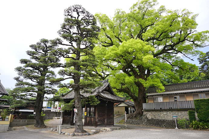 栖光院のクスノキ