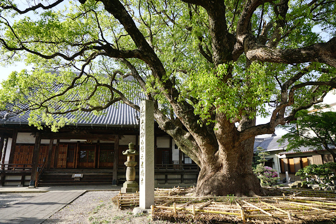 専光寺のクスノキ