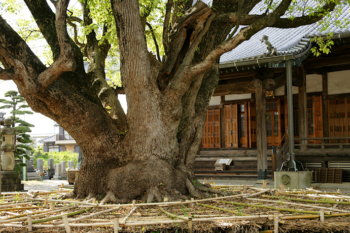 専光寺のクスノキ